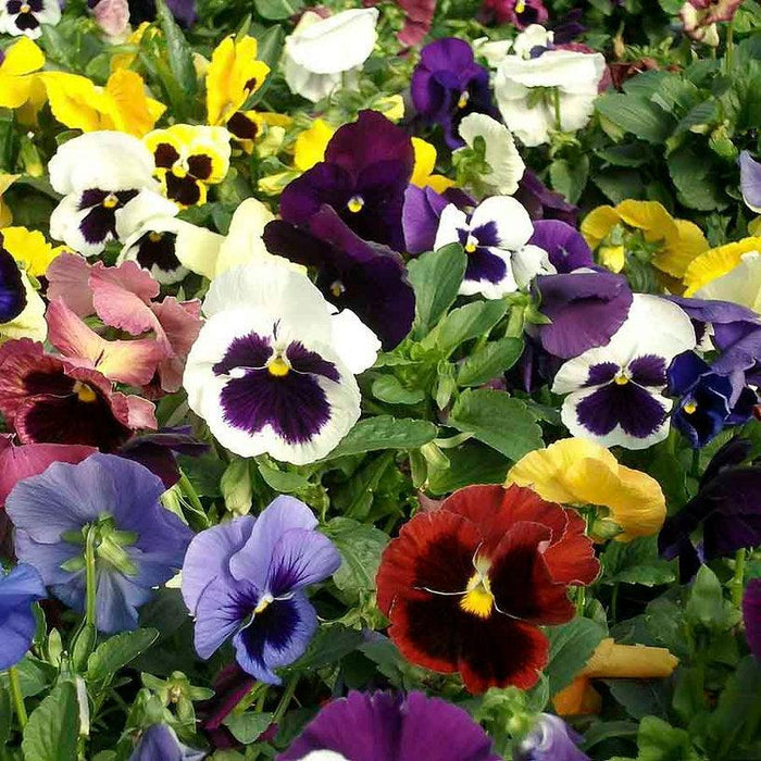 Pansy Swiss Giant Mix NM (pack of 100seeds) - Kadiyam Nursery