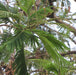 Parkia biglandulosa (Badminton Ball Tree) - Plant - Kadiyam Nursery