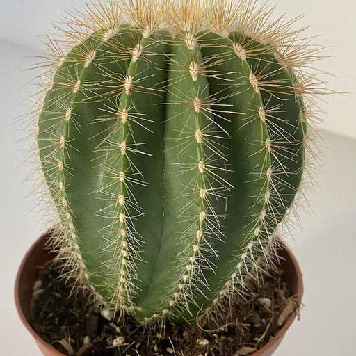 Parodia Cactus plants - Kadiyam Nursery