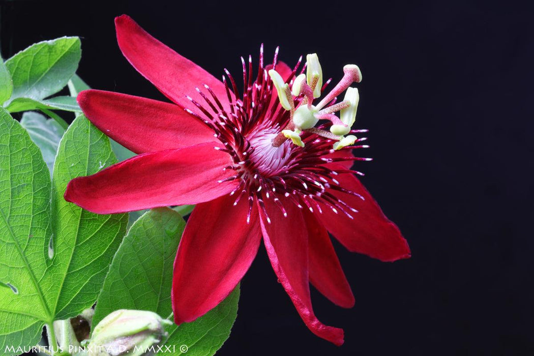 Passiflora Sherry/Krushna Kamal Plant Red Live Plant (Red)(1 Healthy Live Plant - Kadiyam Nursery