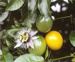 Passion Fruit Yellow Pandhara Krishna Kamal Medicinal Plants Garden Plant(1 Healthy Live Plant) - Kadiyam Nursery