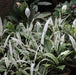 Peace Lily Plant for Sale - White Leaves - Kadiyam Nursery