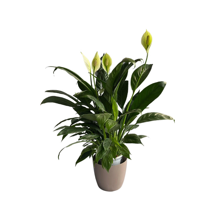 Peace Lily Spathiphyllum Indoor Plant With Pot, Live Plants With Flower Pots, Indoor Flowers For Indoor Home Living Room Decor - Kadiyam Nursery
