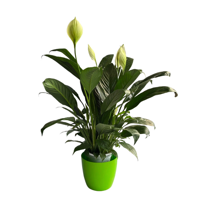 Buy Luxury Flower Pot, Luxury Planter, Plant Pot, Living Room Planter, Plant  Accessories, Indoor, Big Vase, Big Planter, Interior, Decoration Online in  India - Etsy