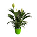 Peace Lily Spathiphyllum Indoor Plant With Pot, Live Plants With Flower Pots, Indoor Flowers For Indoor Home Living Room Decor - Kadiyam Nursery
