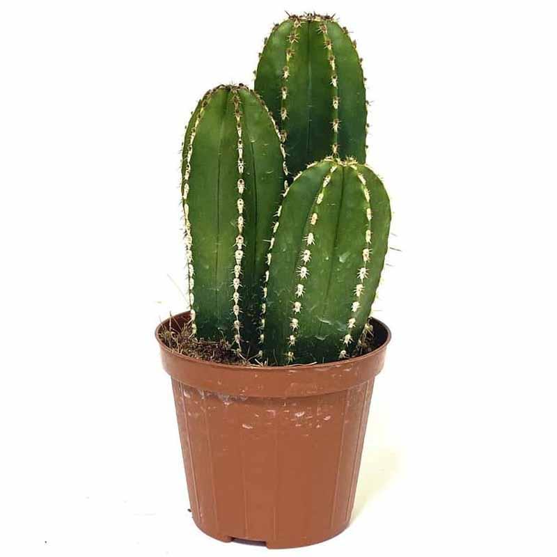 Stunning Pearl Line Cactus | Add a Touch of Desert Beauty to Your Home ...