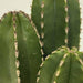 Pearl Line Cactus Plant - Kadiyam Nursery