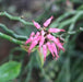 Pedilanthus tithymaloides,Devil's Backbone, Japanese Poinsettia, Slipper Spurge, Redbird Cactus, Christmas Candle - Kadiyam Nursery