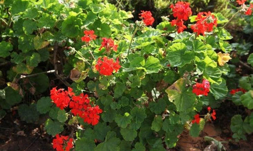 Pelargonium hortorum vegetative,Geranium - Kadiyam Nursery