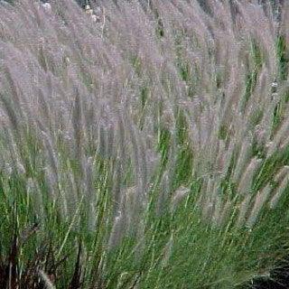 Pennisetum species,Fountain Grass Green - Kadiyam Nursery
