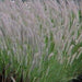 Pennisetum species,Fountain Grass Green - Kadiyam Nursery