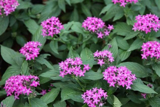 Pentas lanceolata carnea,Pentas Dark Pink - Kadiyam Nursery