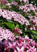 Pentas (pink) - Plant - Kadiyam Nursery