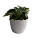 Peperomia Puteolata Rare Plant Indoor Plants, Gardening, Balcony Garden Flowers, Home Decoration Pots - Kadiyam Nursery