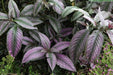 Perilepta dyerianus, Strobilanthes dyerianus.,Peacock Plant, Persian Shield - Kadiyam Nursery