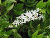 Petrea volubilis albiflora,Petrea White, White Sandpaper Climber, Patria - Kadiyam Nursery