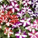 Petunia Dwarf Stars Mix NM (pack of  5g seeds) - Kadiyam Nursery