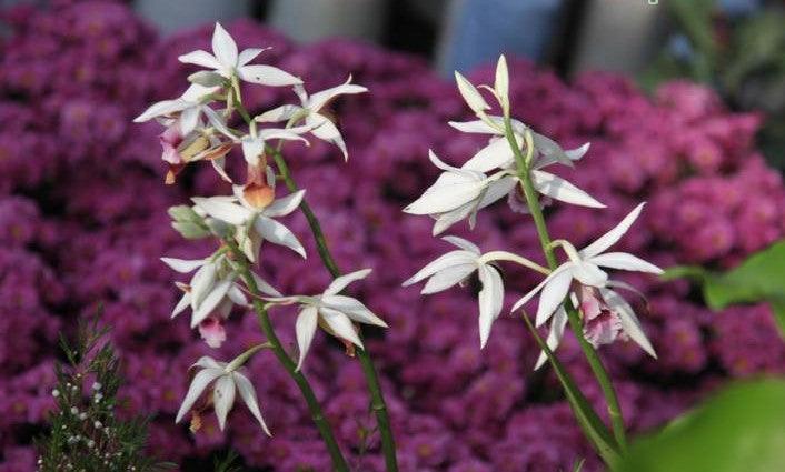 Phaius tankervilleae,Nun's Orchid, Nun's Cap Orchid, Red Crane Orchid, Swamp Lily, Veiled Nun Orchid - Kadiyam Nursery