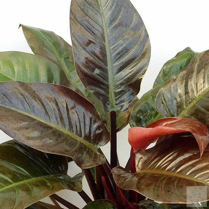 Philodendron Imperial Red in Orien Pot Orange For Diwali, Birthday, Anniversary, Festivals Gifts - Kadiyam Nursery
