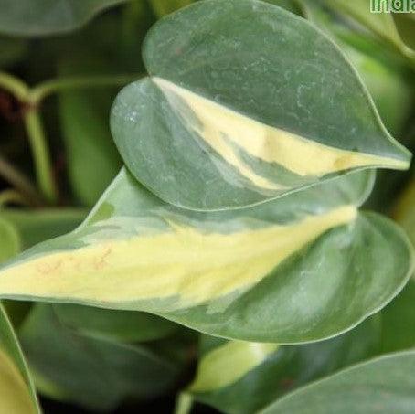 philodendron scandens oxycardium heartleaf philodendron