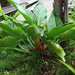 Philodendron wendlandii,Philodendron Wendlandii, Birdnest Philodendron - Kadiyam Nursery