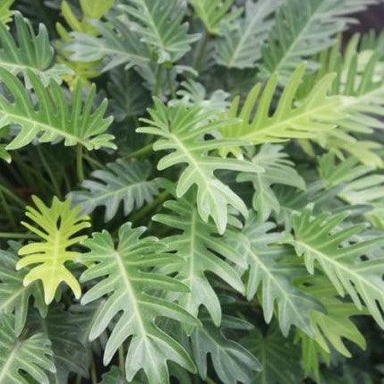 Philodendron xanadu - Kadiyam Nursery