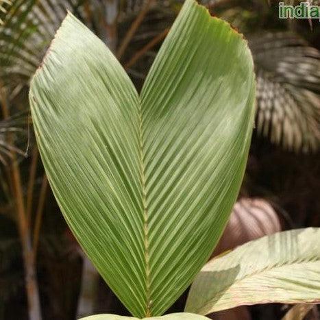 Phoenicophorium borsigianum, Stevensonia borsigianum,Phoenicophorium, Stevensonia Palm, Seychelles Palm - Kadiyam Nursery