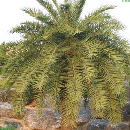 Phoenix pusilla, P. zeylanica,Ceylon Date Palm, Inchu Palm, Dwarf Date Palm, Small Wind Date - Kadiyam Nursery