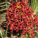 Phoenix pusilla, P. zeylanica,Ceylon Date Palm, Inchu Palm, Dwarf Date Palm, Small Wind Date - Kadiyam Nursery