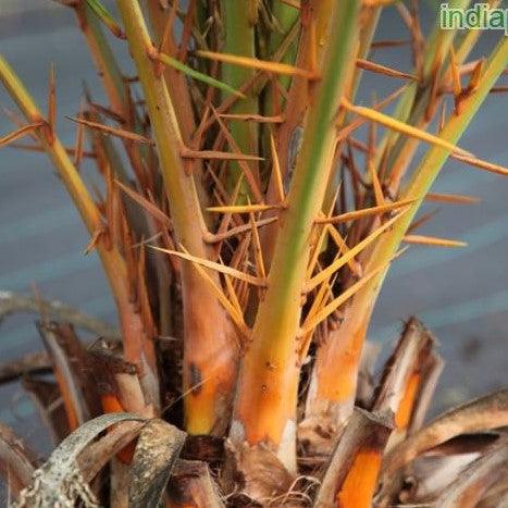 Phoenix robusta,Slender Date Palm, Mountain Date Palm - Kadiyam Nursery