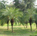 Phoenix roebelenii,Pigmy Date Palm, Miniature Date Palm, Dwarf Date Palm - Kadiyam Nursery