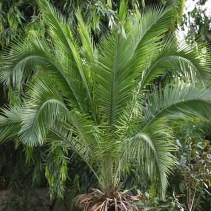 Phoenix rupicola,Cliff Date Palm, East Indian Wine Palm, Indian Date Palm, Wild Date Palm - Kadiyam Nursery
