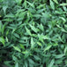 Phyllanthus epiphylloides,Leaf Bamboo - Kadiyam Nursery