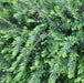 Phyllanthus multiflorus,Phyllanthus Micro, Mousetail Plant, Myrtle-leaved Leaf Flower - Kadiyam Nursery