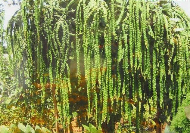 Phyllodium longipes, Desmodium longipes,Braided Flower, Fish Scales Plant - Kadiyam Nursery