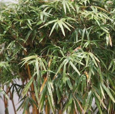 Phyllostachys bambusoides, P.quilioi, P. reticulata,Japanese Golden Bamboo, Madake - Kadiyam Nursery