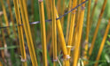 Phyllostachys bambusoides, P.quilioi, P. reticulata,Japanese Golden Bamboo, Madake - Kadiyam Nursery