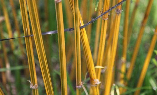 Phyllostachys bambusoides, P.quilioi, P. reticulata,Japanese Golden Bamboo, Madake - Kadiyam Nursery