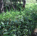 Phyllostachys sagittata,Zadu Plant, Broom Plant - Kadiyam Nursery