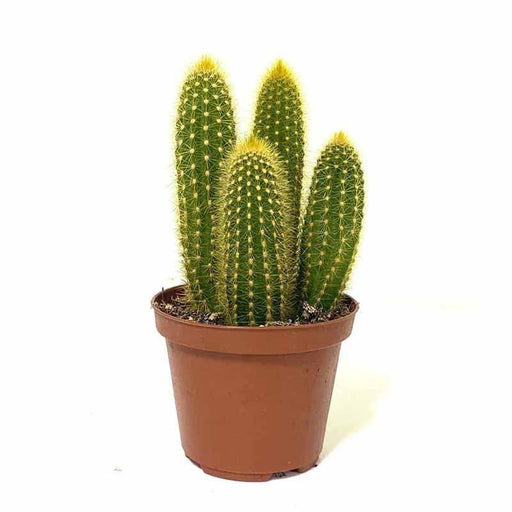 Pilocerus Cactus Plant - Kadiyam Nursery