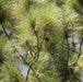 Pinus longifolia,Pine Blue, Long Leaved Pine, Kumaon Pine - Kadiyam Nursery