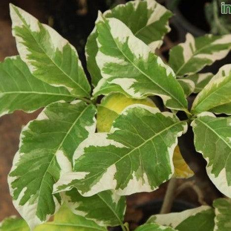 Pisonia alba variegata,Variegated Pisonia - Kadiyam Nursery