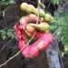 Pithecellobium Dulce, Jungle Jalebi - Plant - Kadiyam Nursery