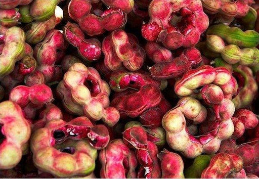 Pithecellobium Dulce, Jungle Jalebi - Plant - Kadiyam Nursery