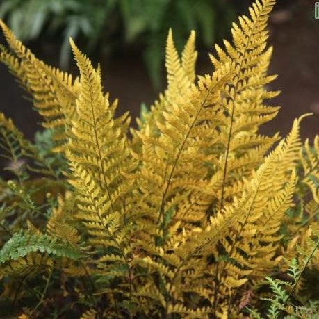 Pityrogramma chrysophylla,Gold Fern, Gold Dust Fern, Golden Fern - Kadiyam Nursery