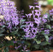 Plectranthus ambiguus,Purple Flowered Plectranthus - Kadiyam Nursery