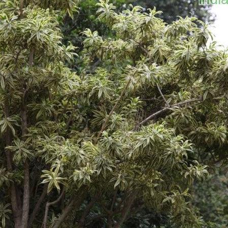 Pleomele reflexa variegata,Song Of India, Malaysian Dracaena - Kadiyam Nursery