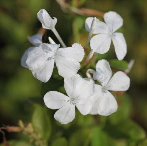 Buy Plumbago Capensis Alba - The Elegant White Chitrak Plant — Kadiyam ...