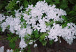 Plumbago capensis alba,Plumbago White, Chitrak White - Kadiyam Nursery