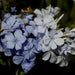 Plumbago capensis, P. auriculata,Cape Leadwort, Plumbago Blue, Plumbago, Cape Leadwort - Kadiyam Nursery